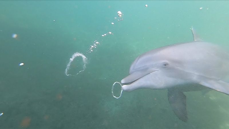 Use of Bubble Rings