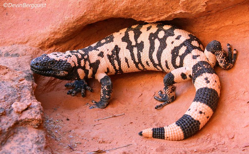 Utah's Gila Monster