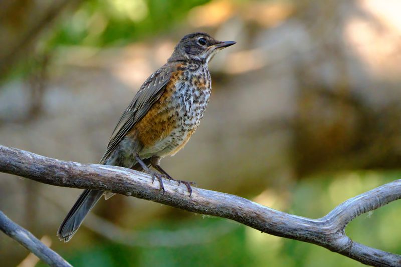 Utah - American Robin