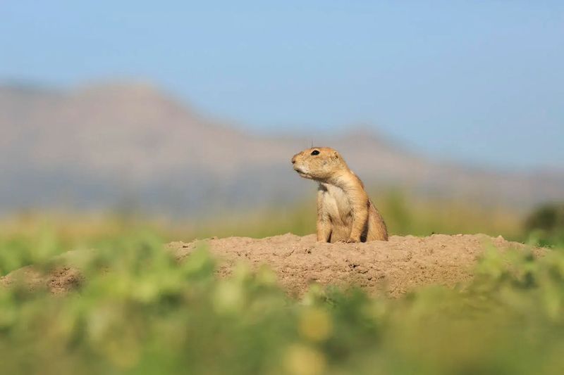 Utah Prairie Dog