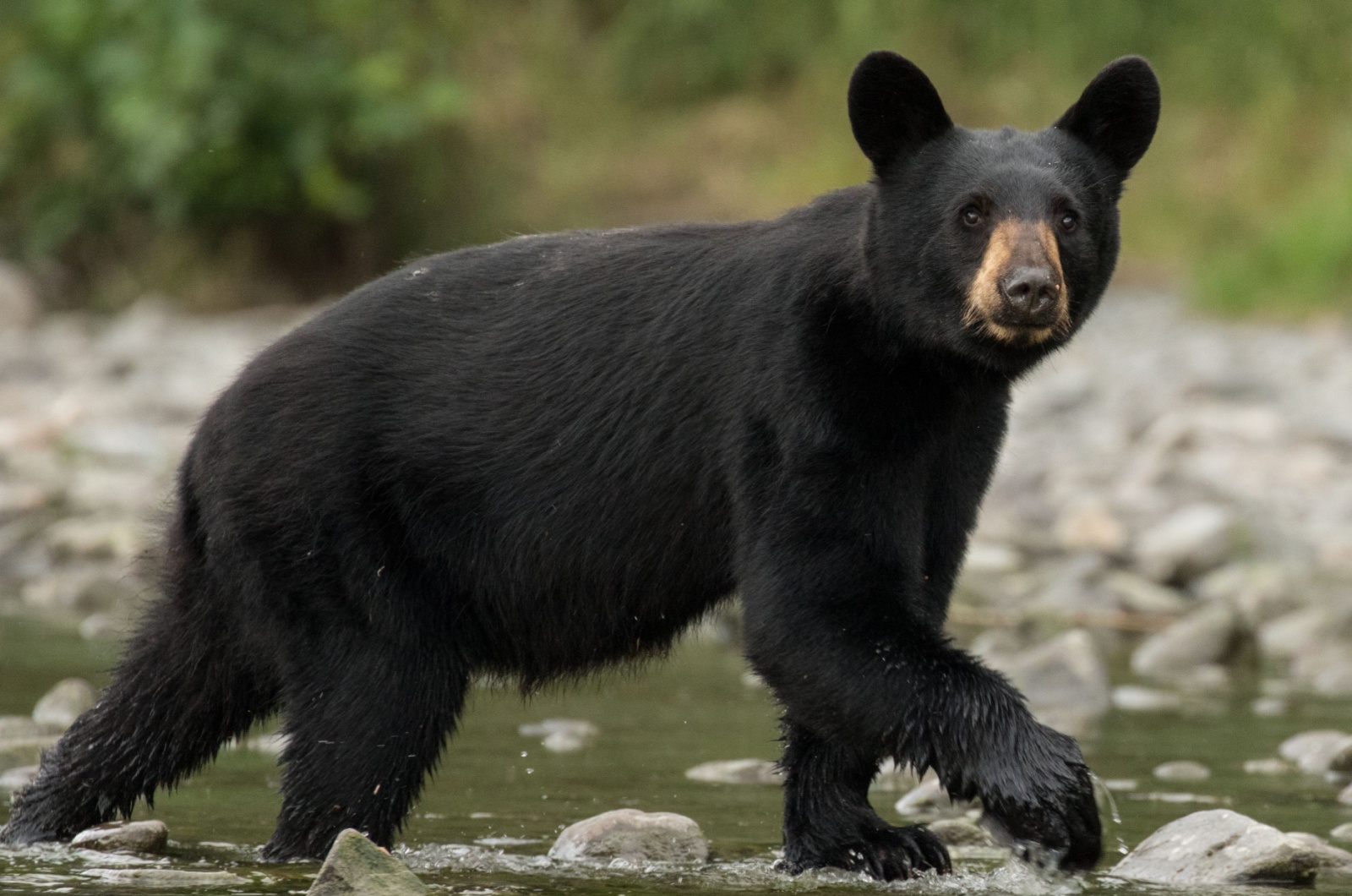 Utah black bear