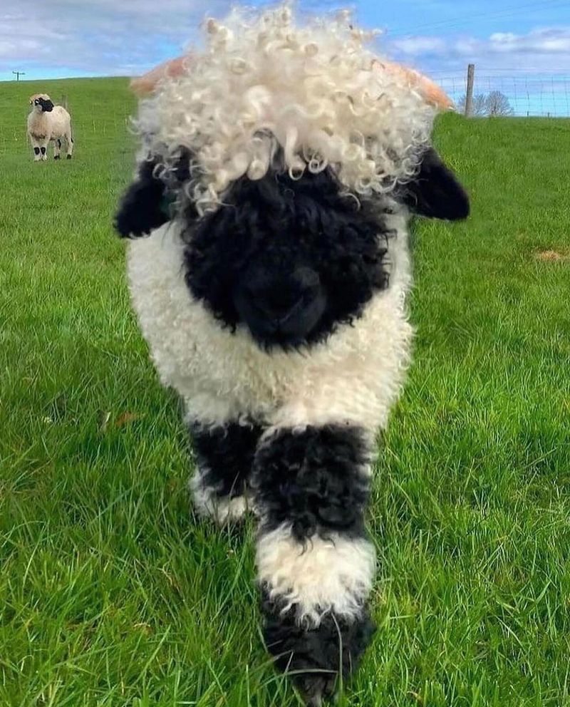 Valais Blacknose Sheep