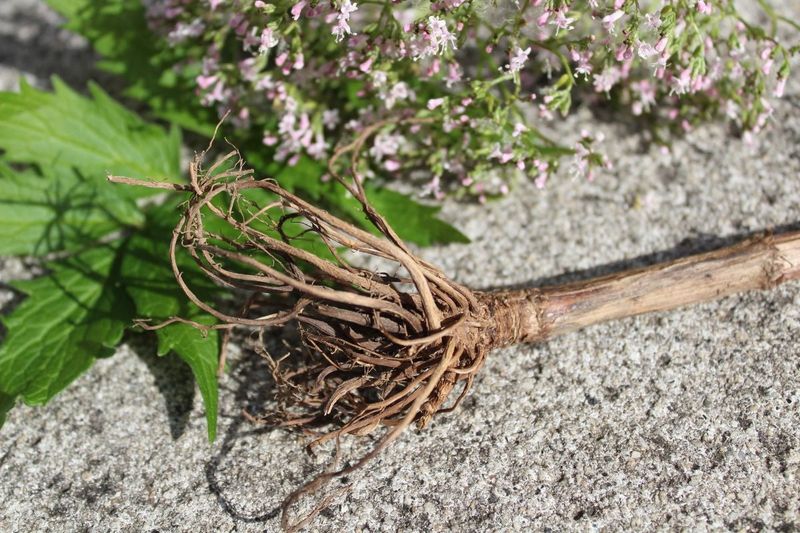 Valerian Root