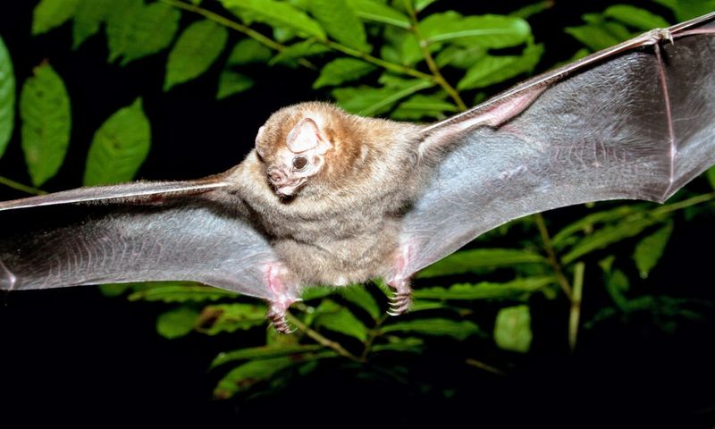 Vampire Bat