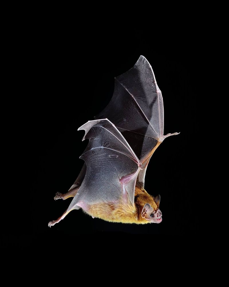 Vampire Bat's Heat Sensors