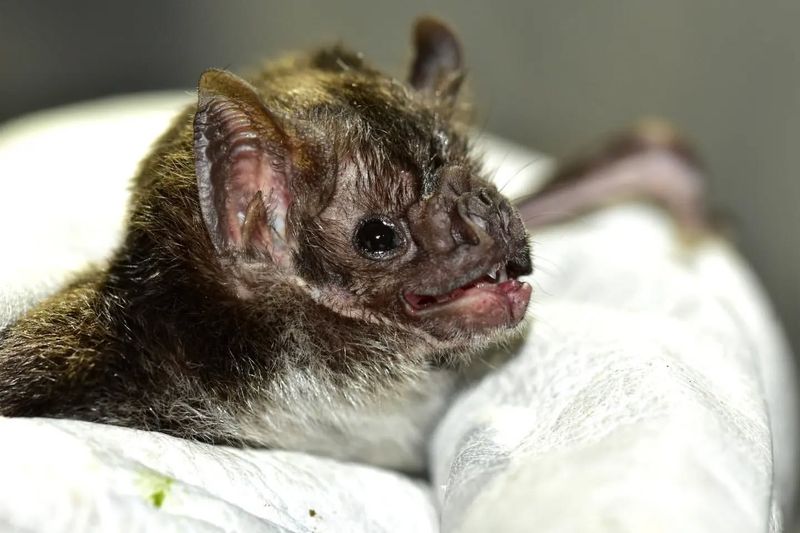 Vampire Bats Are Real