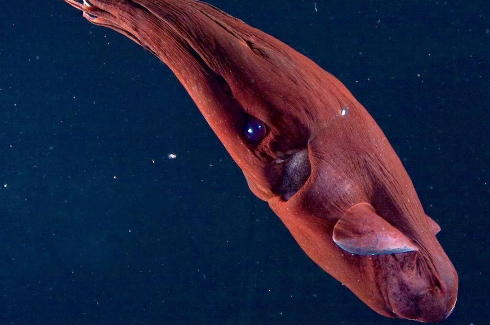 Vampire Squid