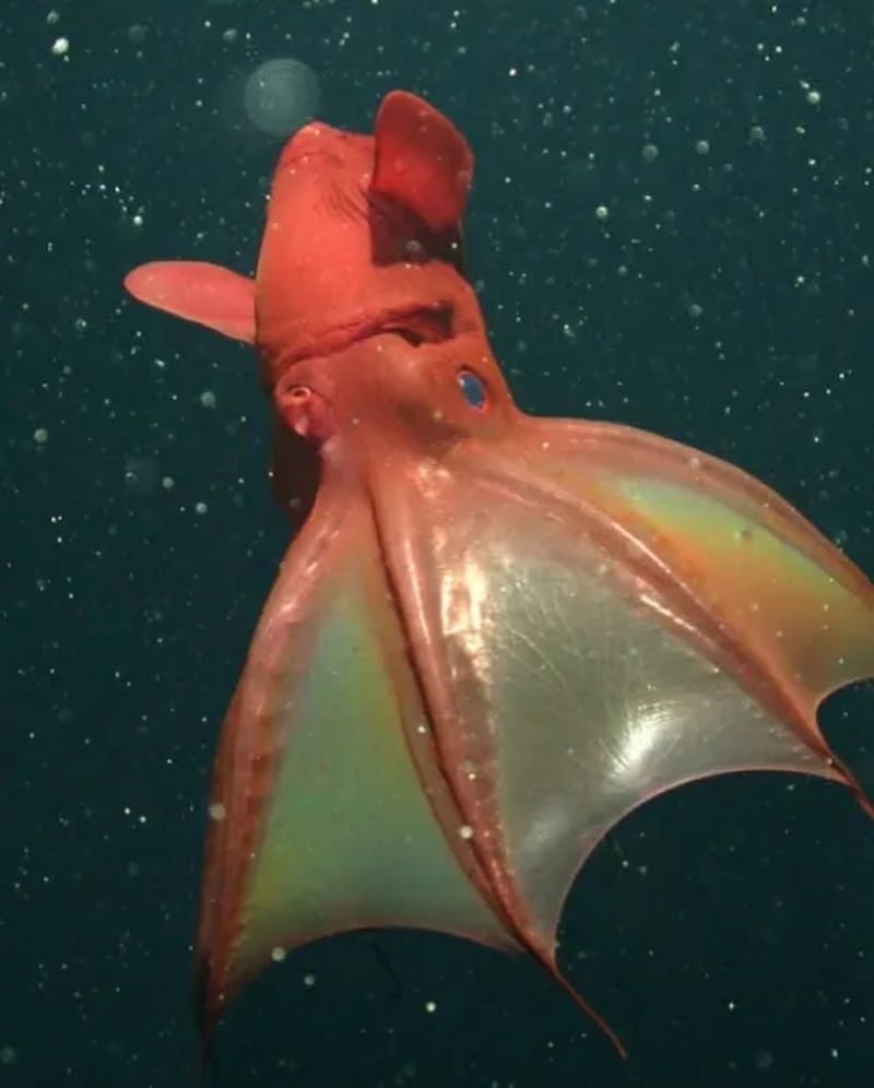 Vampire Squid