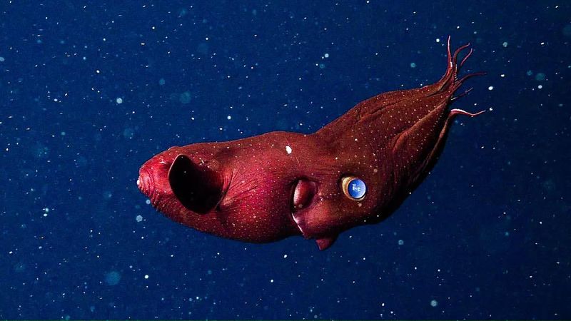 Vampire Squid