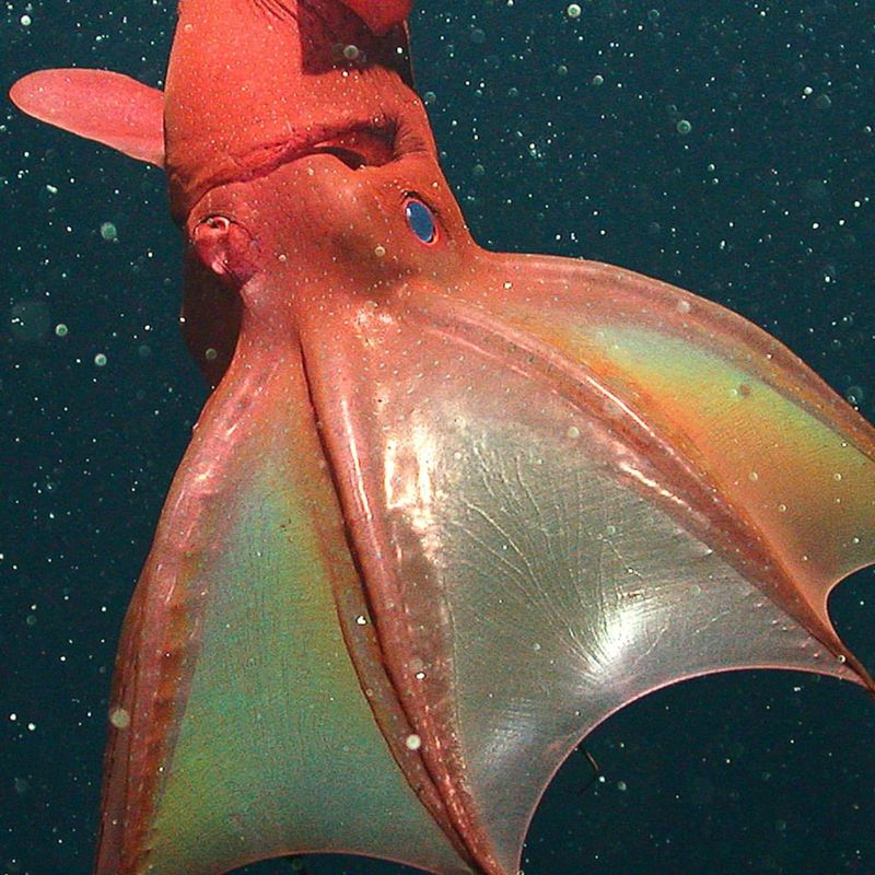 Vampire Squid