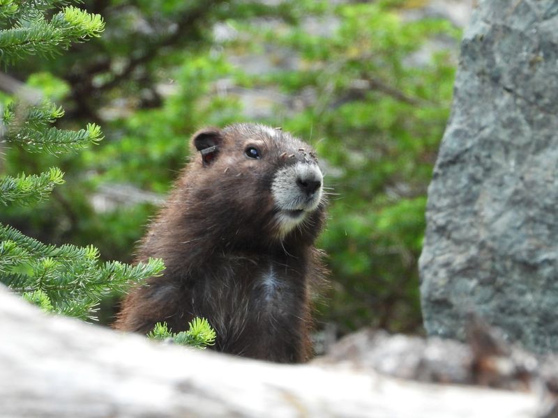 Vancouver Island Marmot