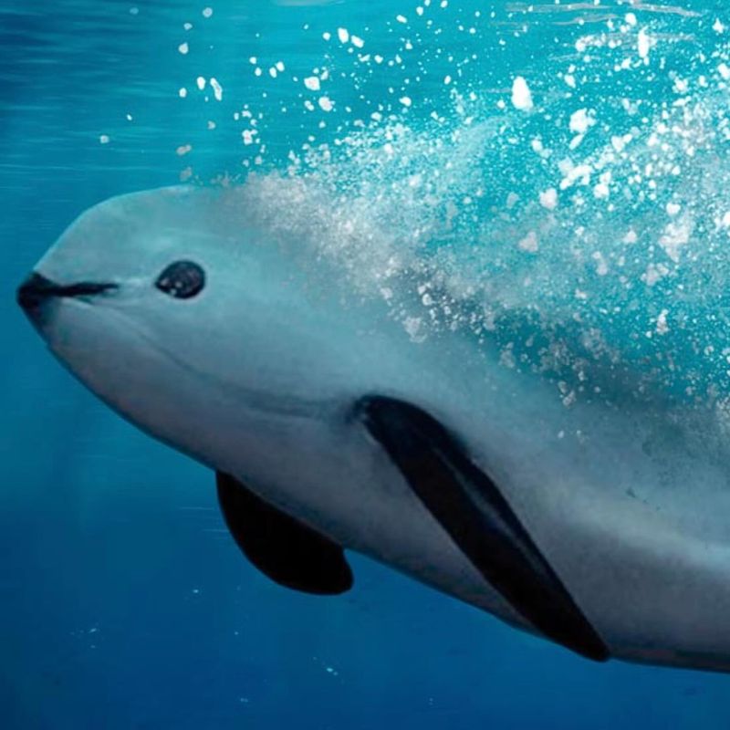 Vaquita