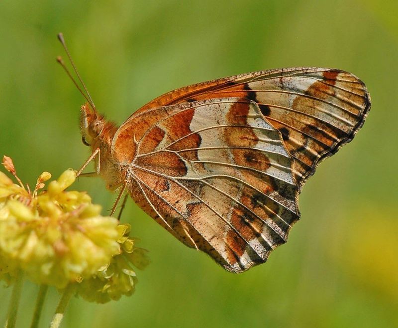 Variegated Fritillary