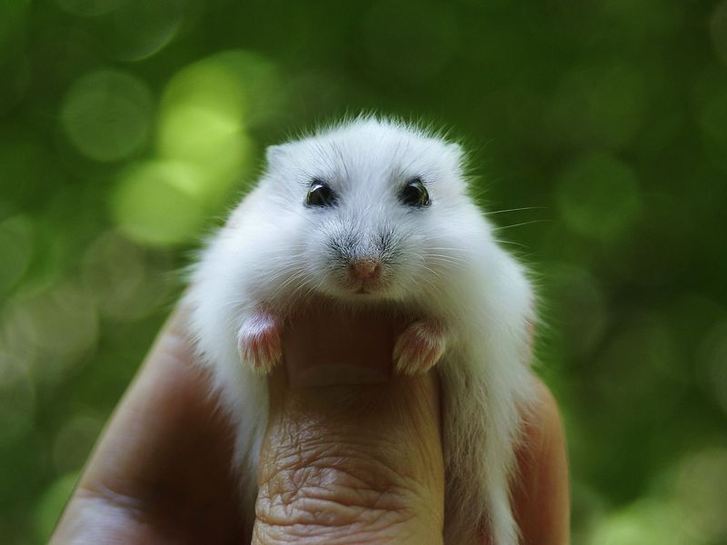 Variety in Hamster Species