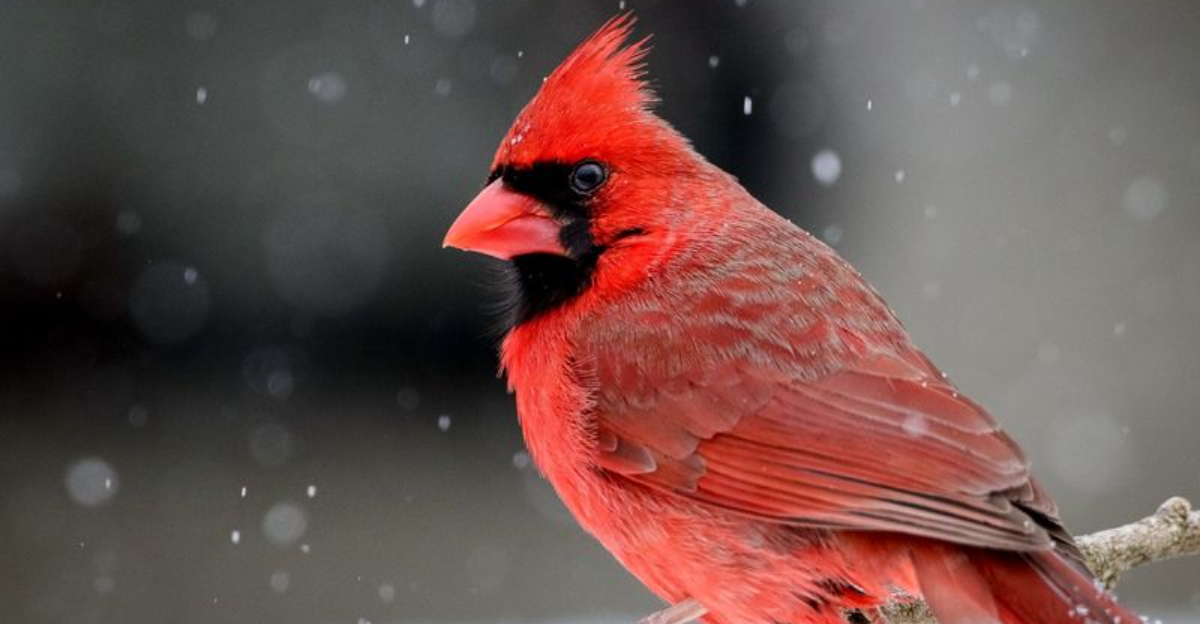 3 Types Of Cardinals Found In North America