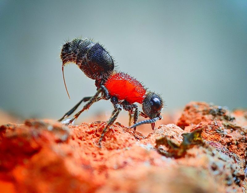 Velvet Ant