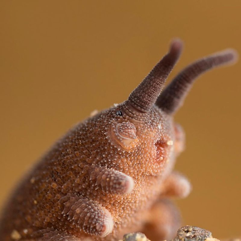 Velvet Worm