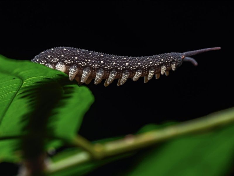 Velvet Worm