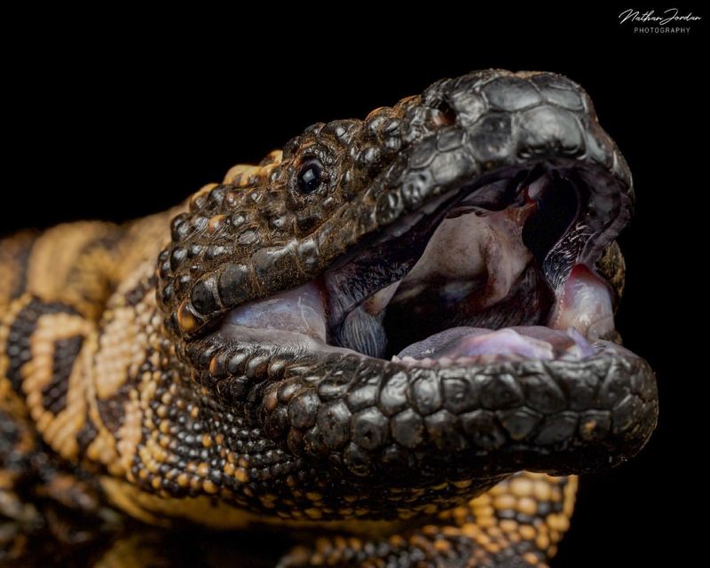 Venomous Bite