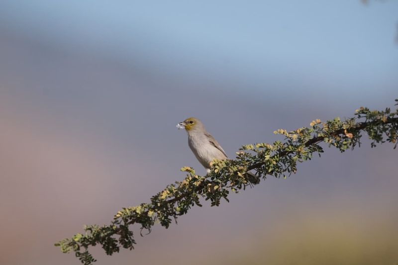 Verdin