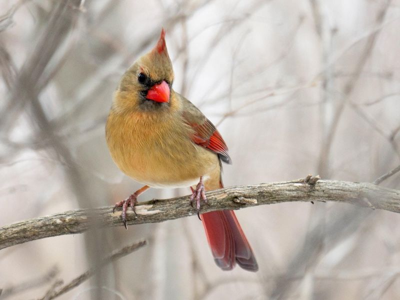 Vermilion Cardinal