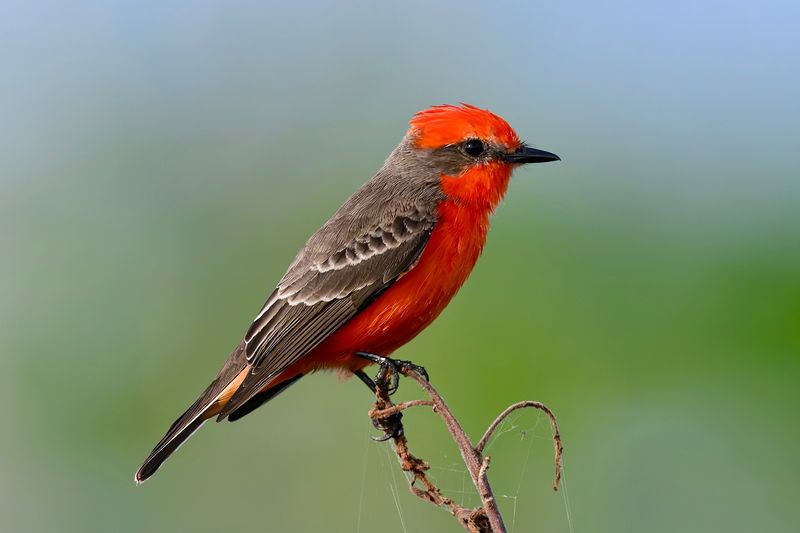 Vermilion Flycatcher