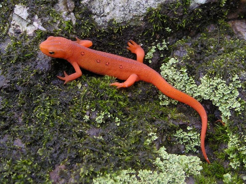 Vermont's Eastern Newt