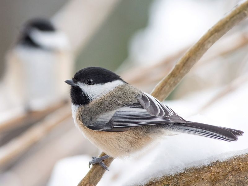 Vermont - Black-capped Chickadee