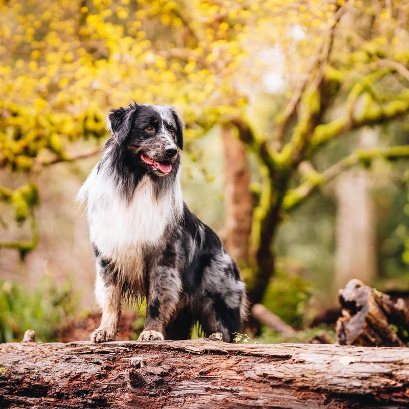 Versatile Working Dogs