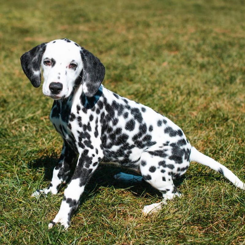 Versatile Working Dogs