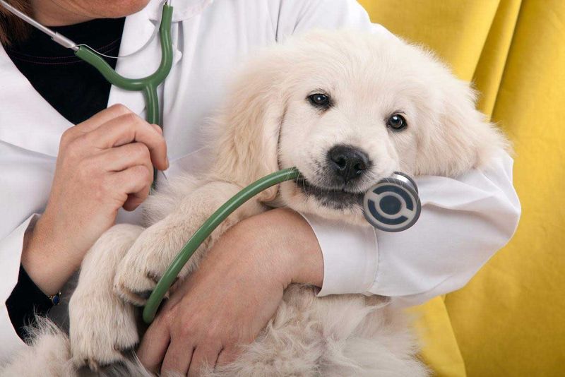 Vet Visits and Healthcare