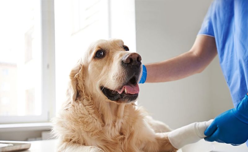 Veterinary Visits