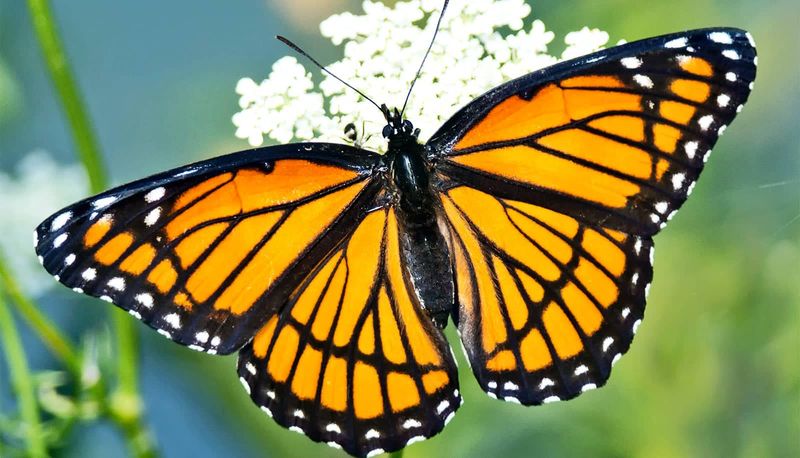 Viceroy Butterfly