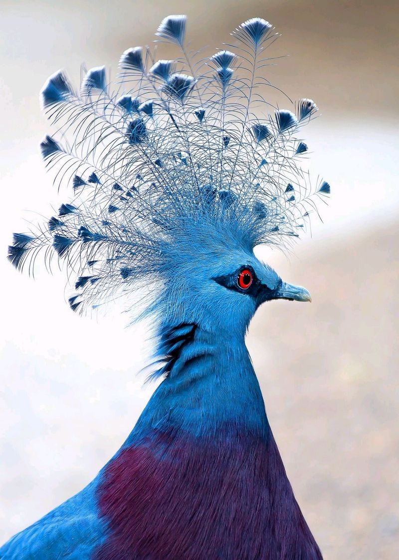 Victoria Crowned Pigeon