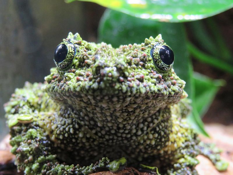 Vietnamese Mossy Frog