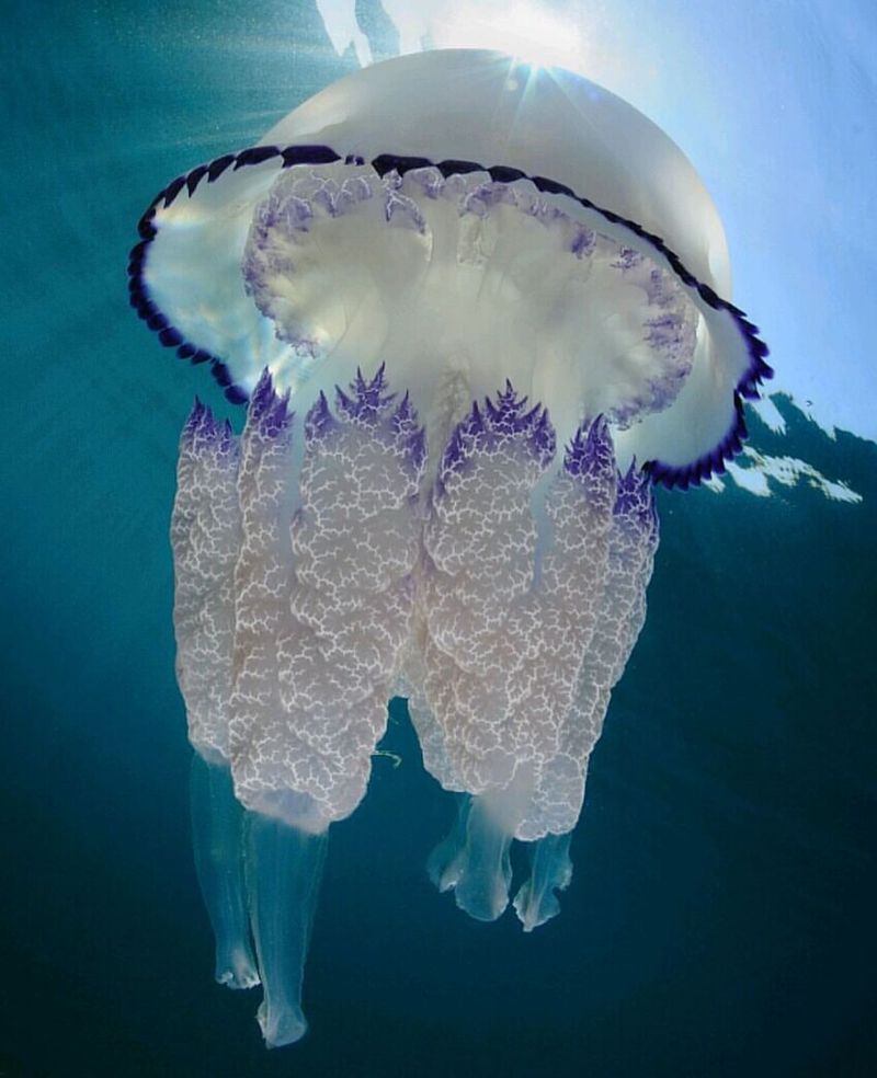 Violet Crumble Jellyfish