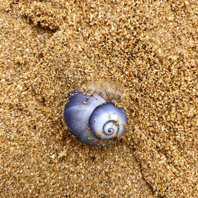 Violet Sea Snail