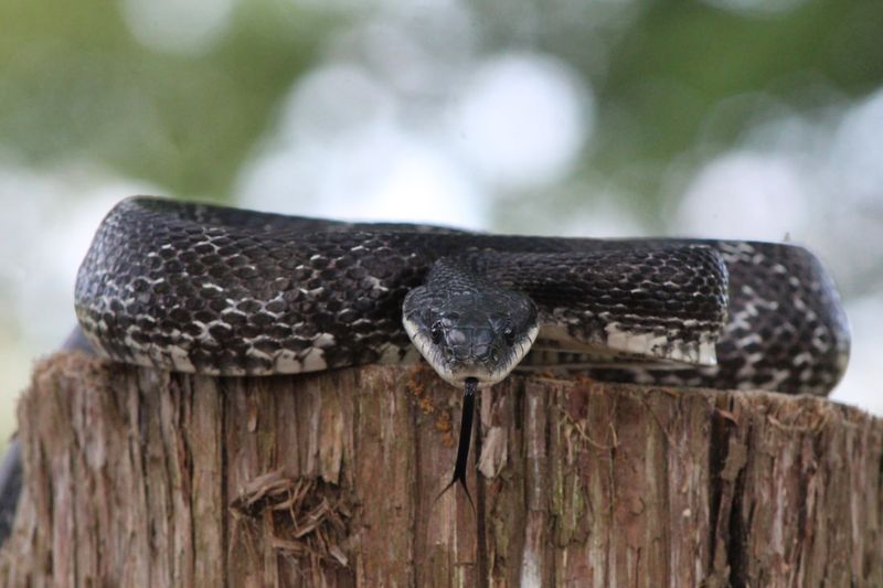 Virginia's Eastern Ratsnake