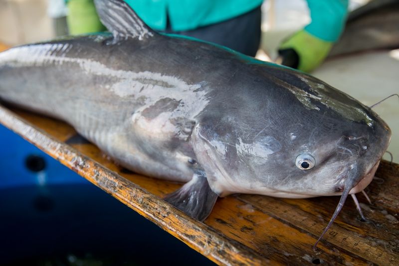 Virginia: Blue Catfish