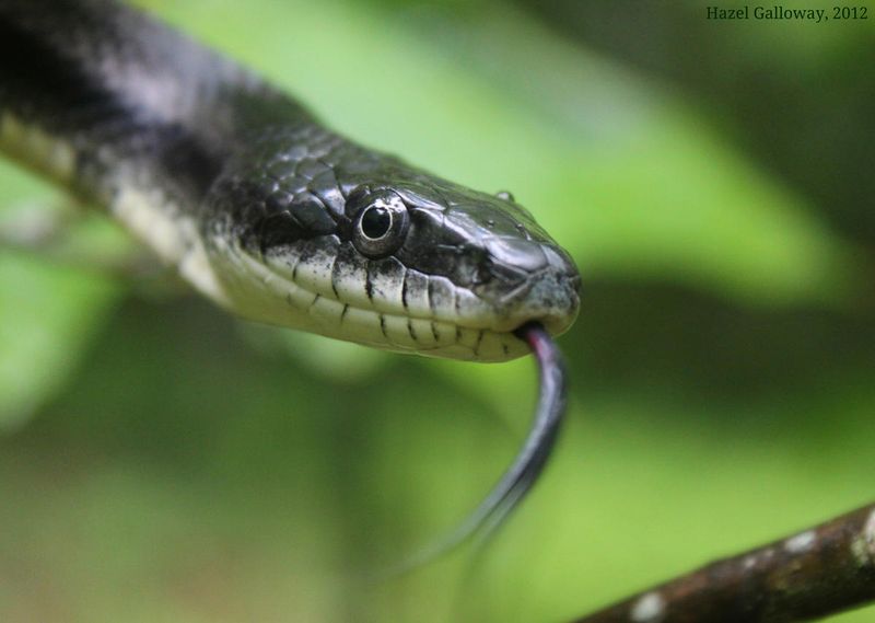 Virginia - Eastern Ratsnake