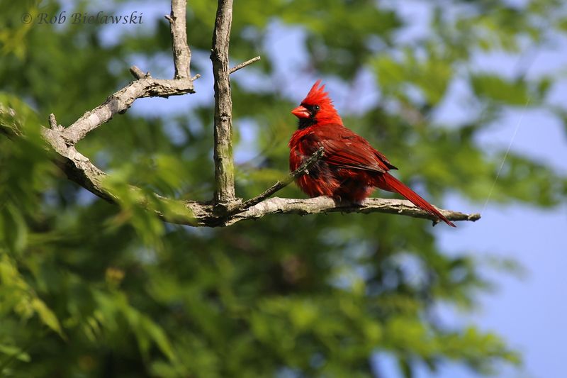 Virginia - Northern Cardinal