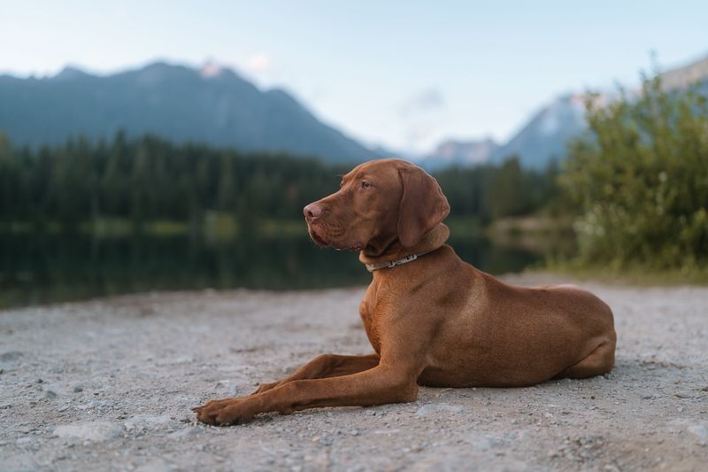 Vizsla