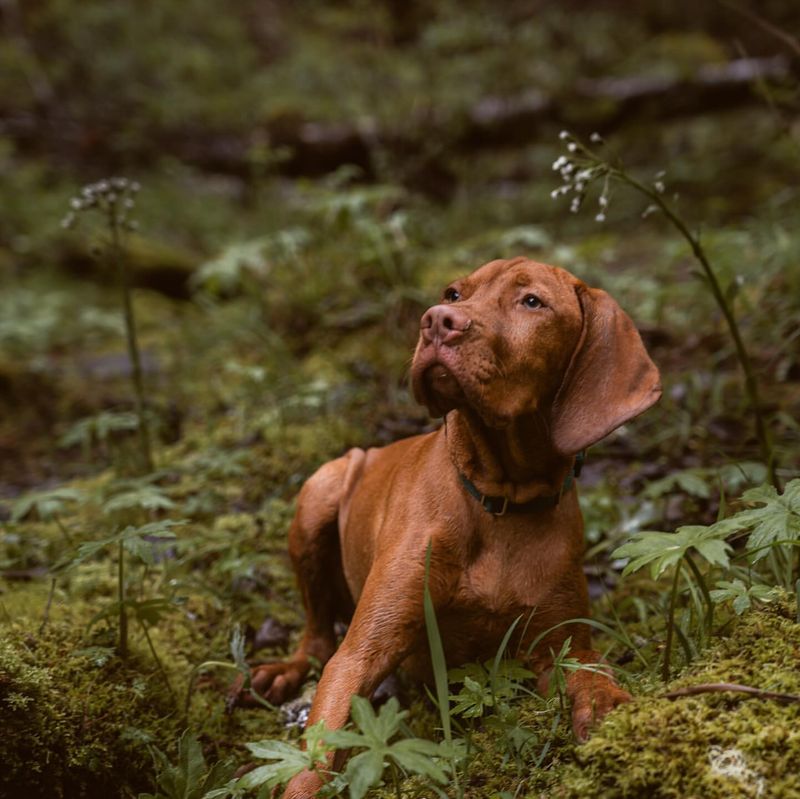 Vizsla