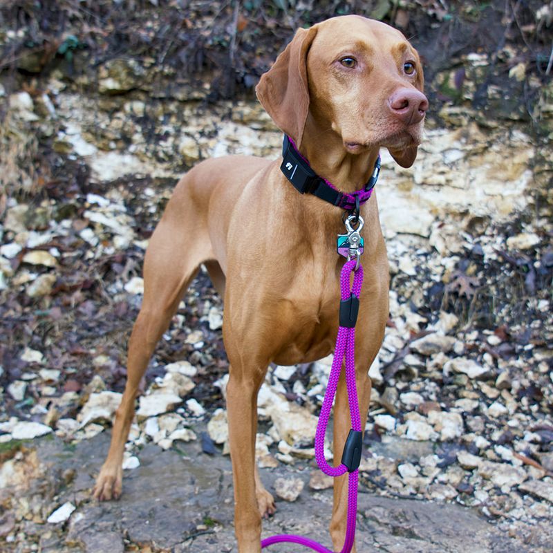 Vizsla