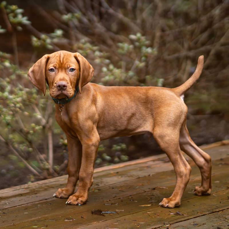 Vizsla