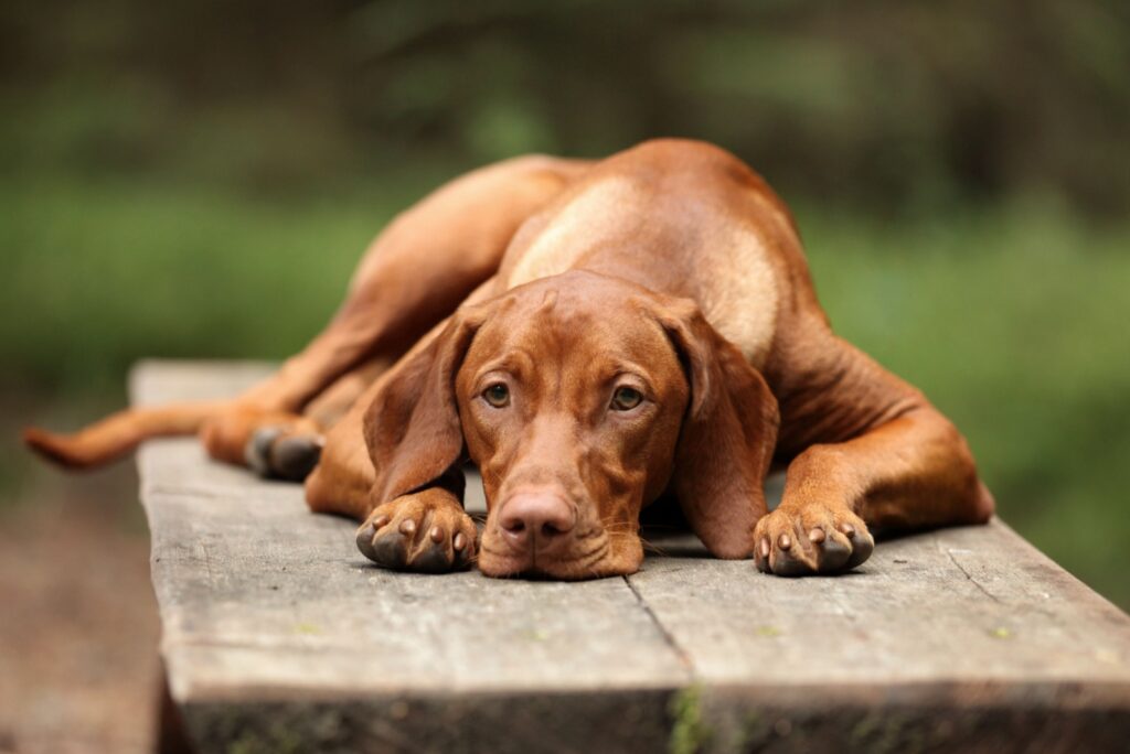 Vizsla
