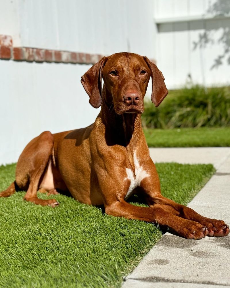 Vizsla