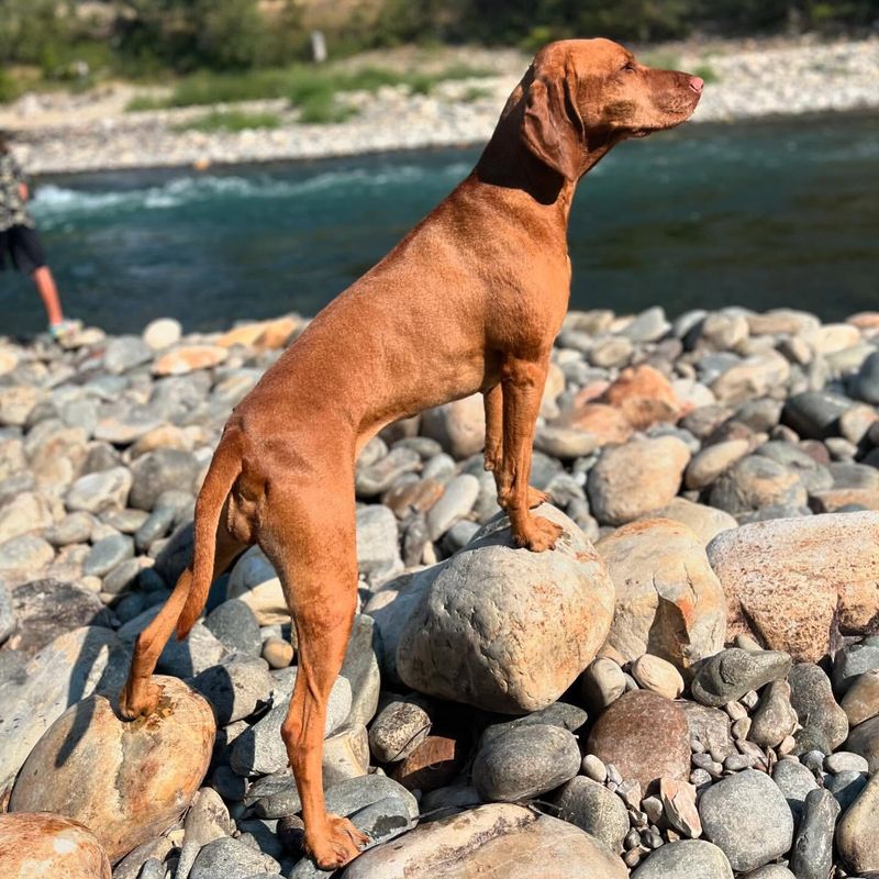 Vizsla