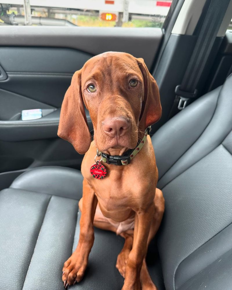 Vizsla