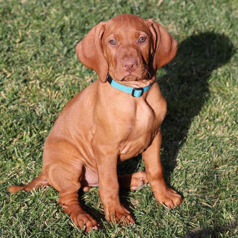 Vizsla